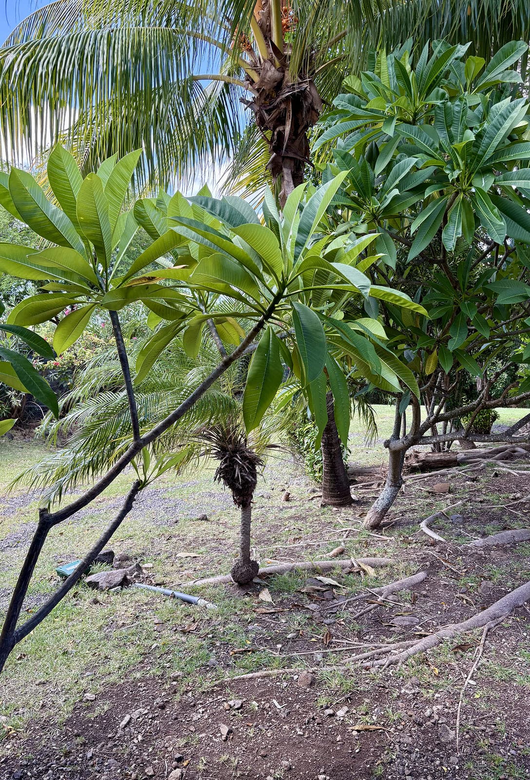 Individual wellness & health consultation for women